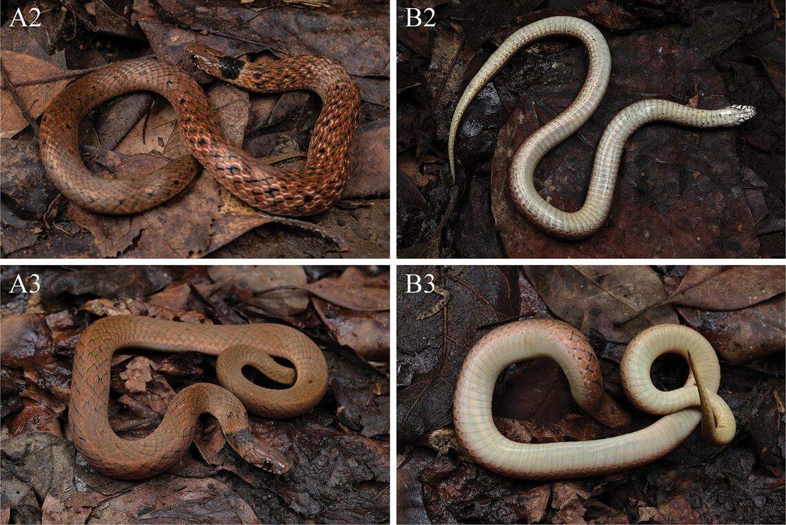 Two Plagiopholis acuta, or Hunan mountain snakes, as seen from above and below.