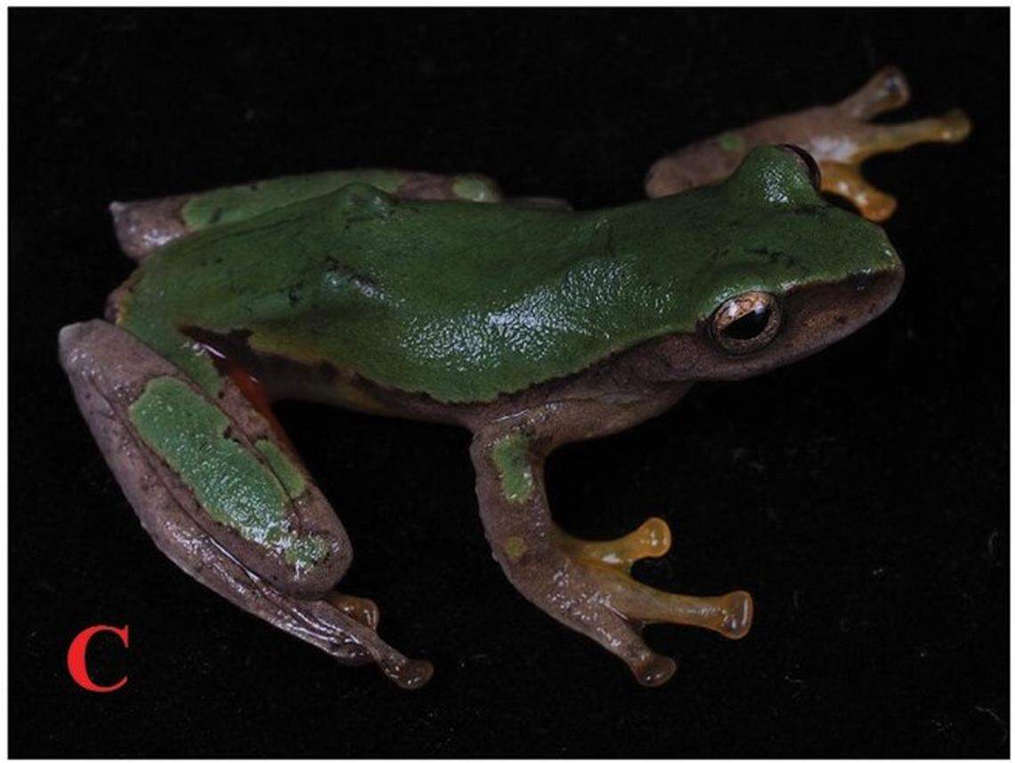 A Rhacophorus dulongensis, or Dulongjiang tree frog, as seen from above.