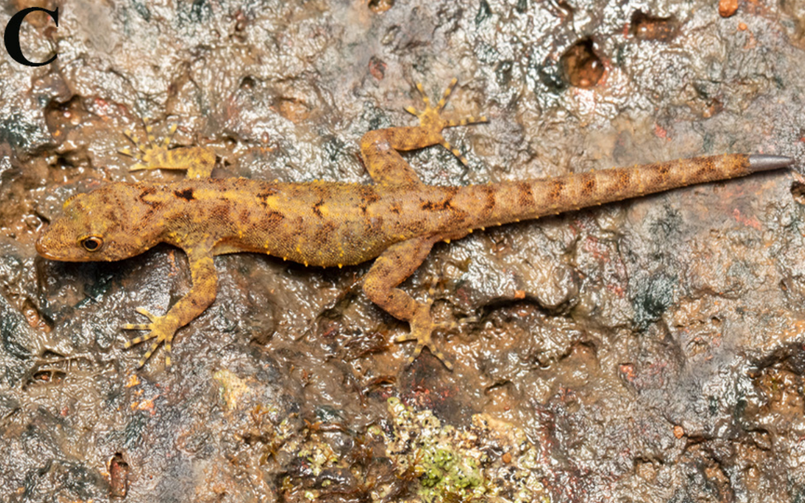 A male Cnemaspis chandoliensis, or Chandoli dwarf gecko, on a rock.