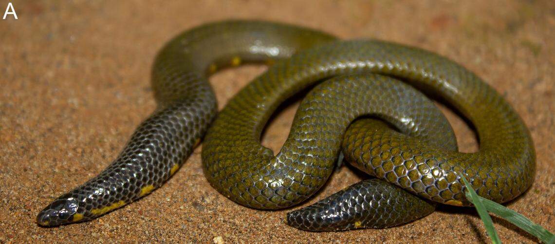 An Uropeltis caudomaculata, or tailspot shieldtail snake.