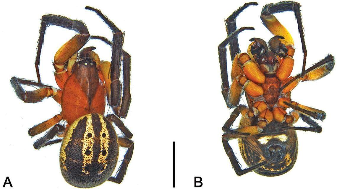 A male Venomius tomhardyi.