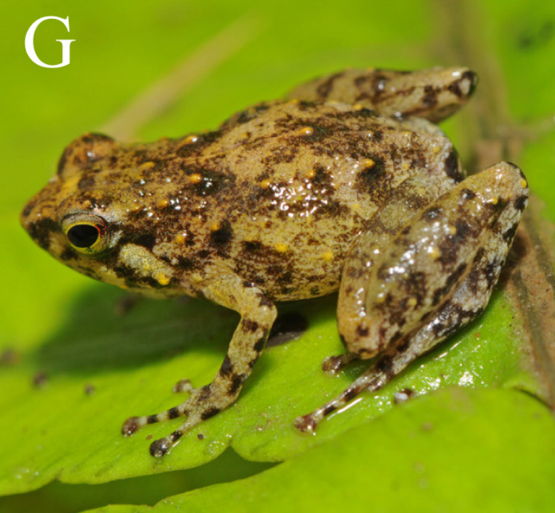 Another Cophixalus flavopunctatus, or yellow-dotted narrow-mouthed frog.