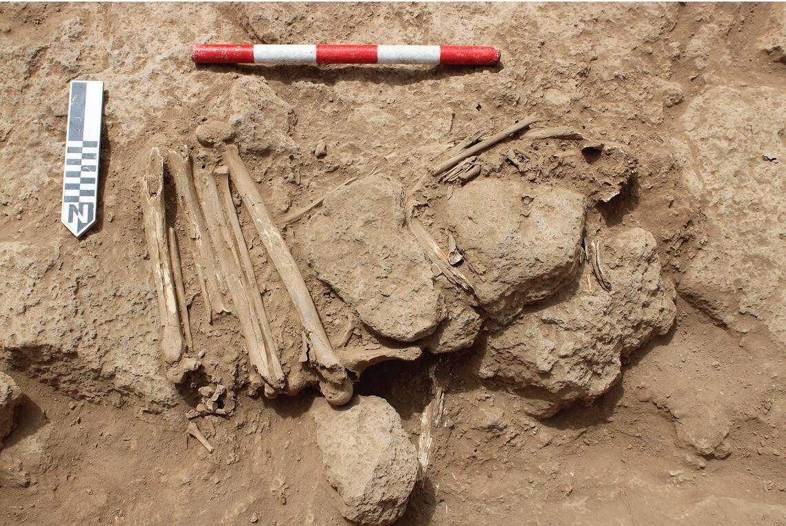 One of the skeletons found inside a cairn that showed signs of having its legs tied up.