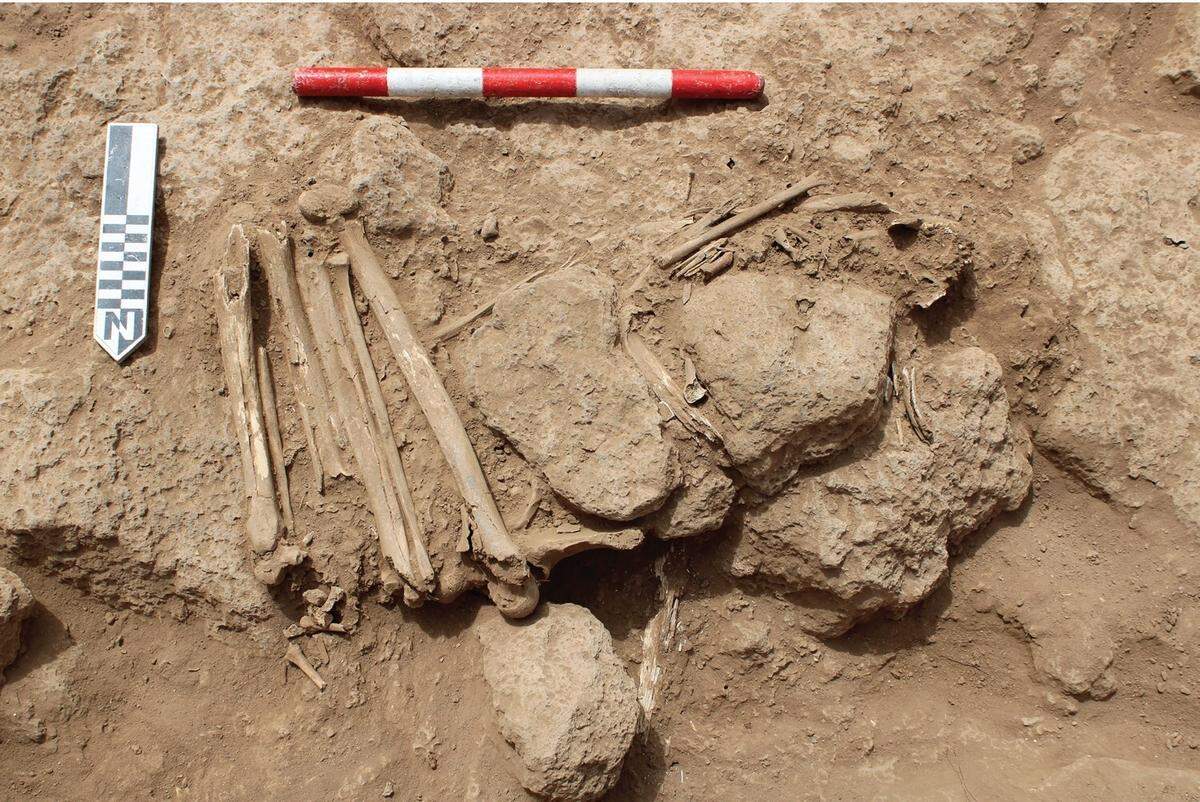 One of the skeletons found inside a cairn that showed signs of having its legs tied up.