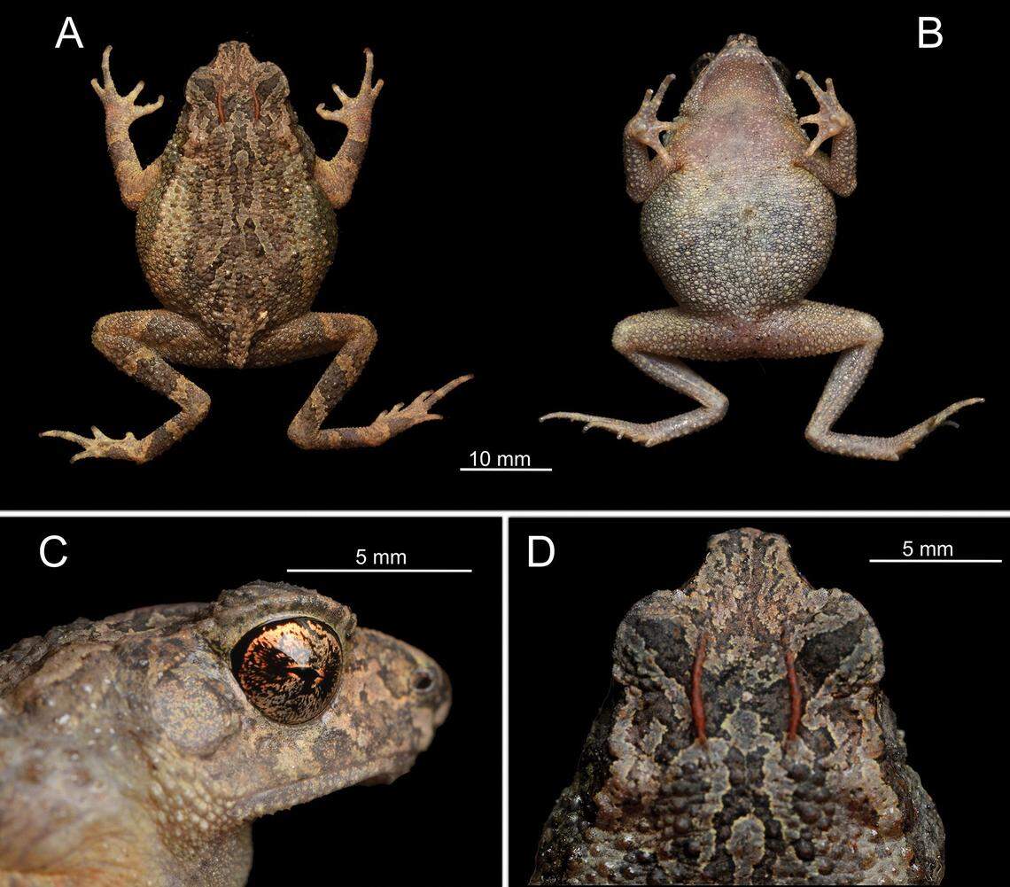 Several views of an Ingerophrynus chrysolophus, or golden-crested dwarf toad.
