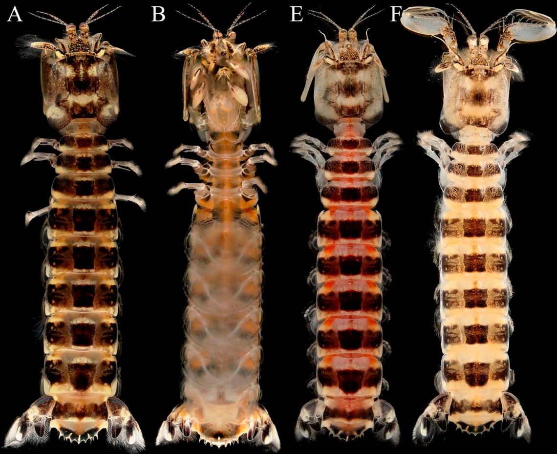 Several views of a Bigelowina komaii, or Komai’s mantis shrimp.