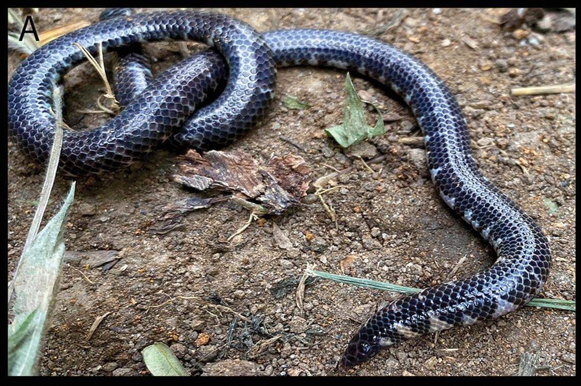 A Rhinophis siruvaniensis, or Siruvani shieldtail snake.
