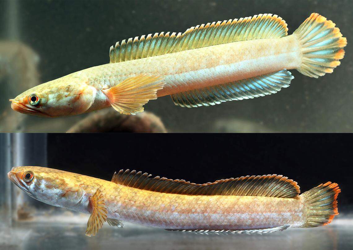 Two Channa nachi, or Farham’s snakehead fish, as seen in an aquarium.