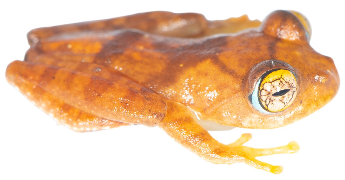 A Boophis burnhamae, or Burnham’s tree frog.