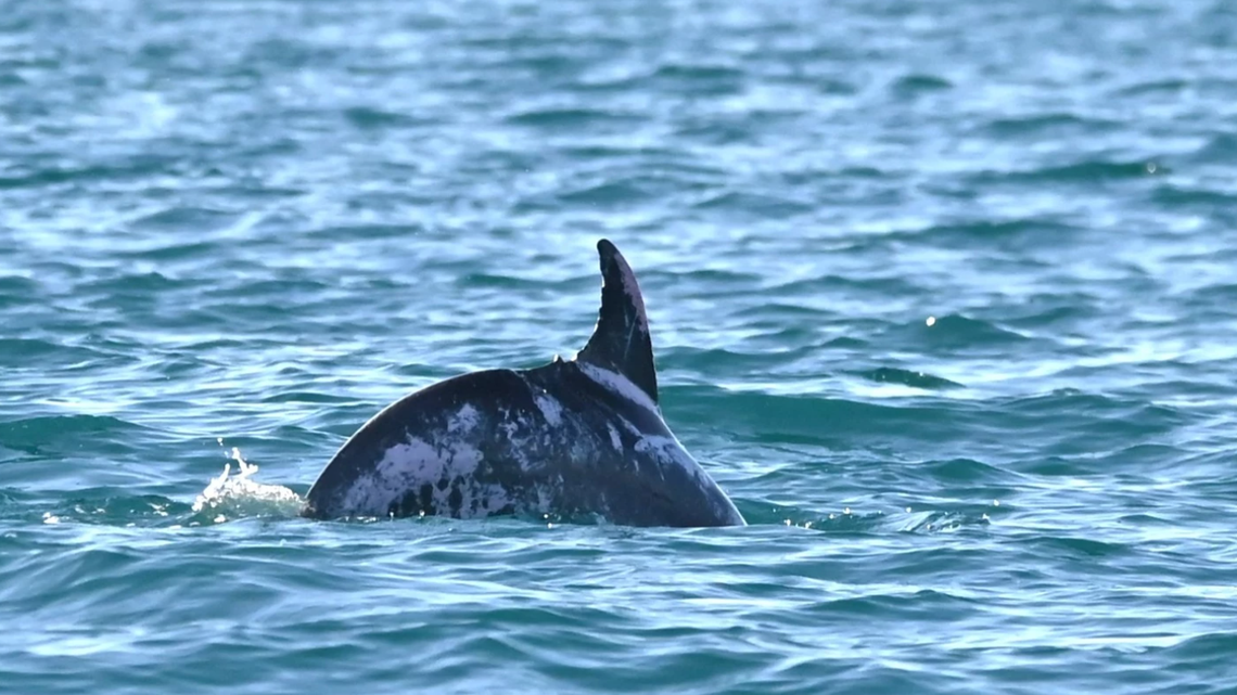 Scientists in Hervey Bay saw a sea animal with unusual patchy white coloring: a rare, first-of-its-kind piebald dolphin, a study said and photo show.