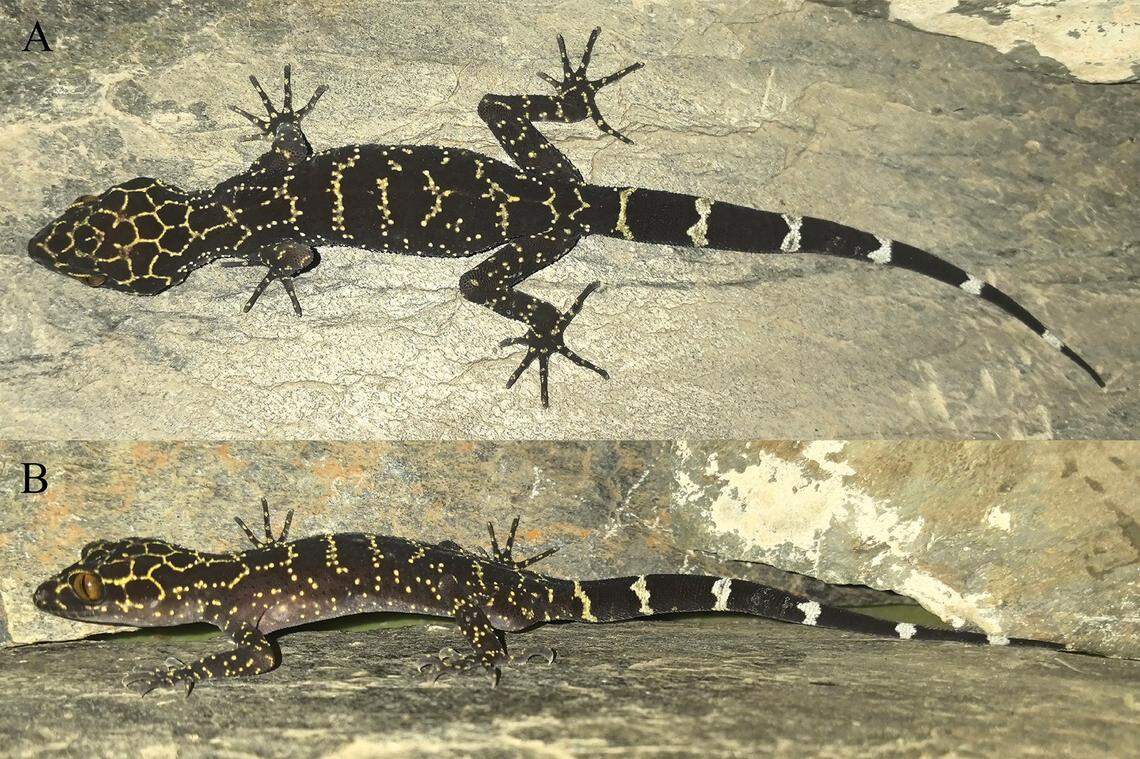A Cyrtodactylus nangunhe, or Nangunhe bent-toed gecko.