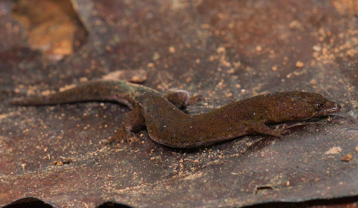 A Pseudogonatodes fuscofortunatus, or lucky brown miniaturized gecko.