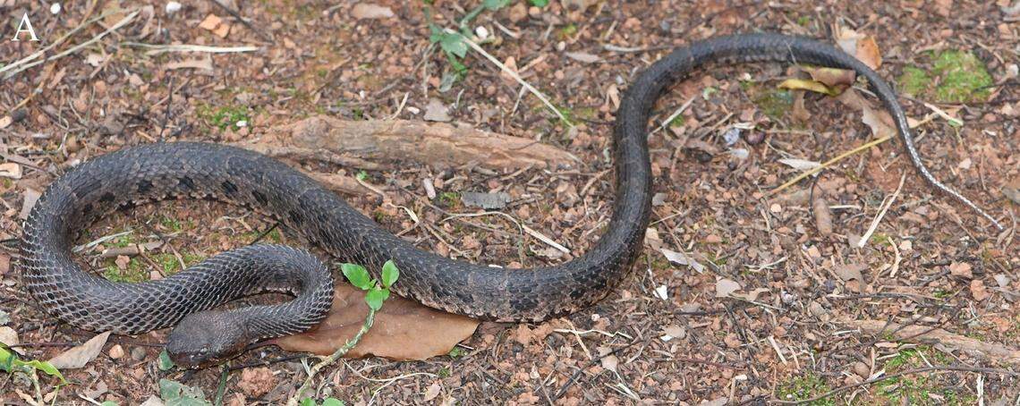 An Ovophis zhaoermii, or Guanyinshan mountain pit viper.
