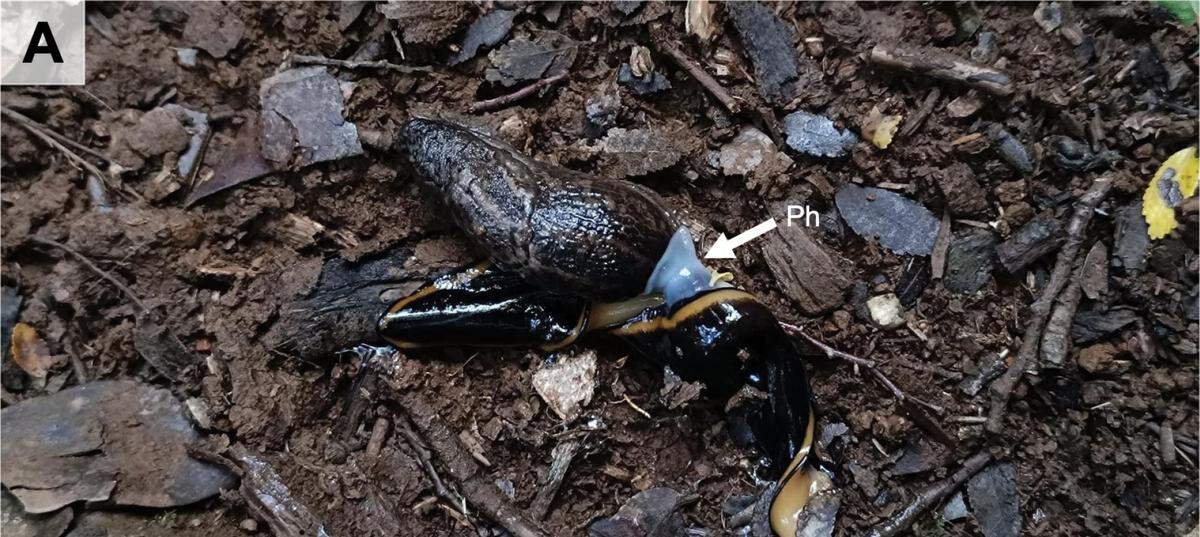A Polycladus gayi preys on a leopard slug by wrapping around it in Llancahue Nature Sanctuary, Chile.