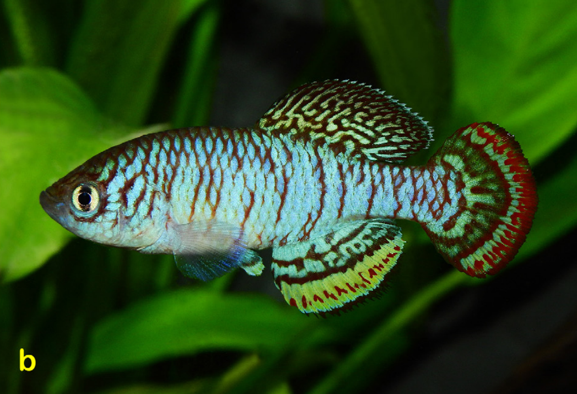 A male Nothobranchius iridescens, or rainbow seasonal killifish.