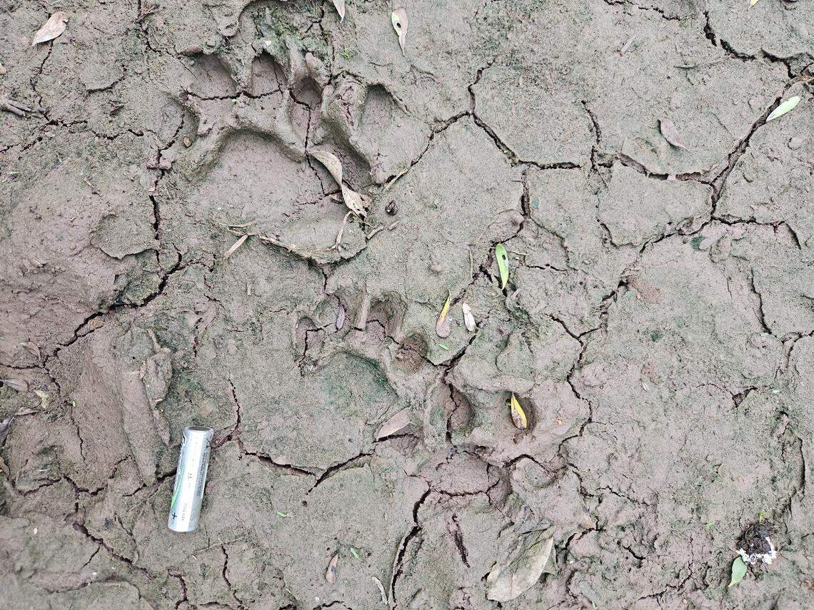 The footprints of Nalá (top) and her cub (bottom) as seen at El Impenetrable National Park.