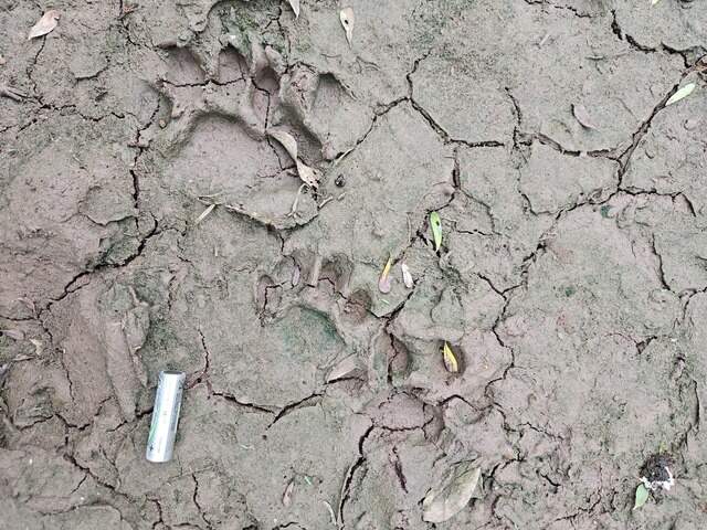 Cub Footprint First wild jaguar cub born at Argentina park in decades | Miami Herald