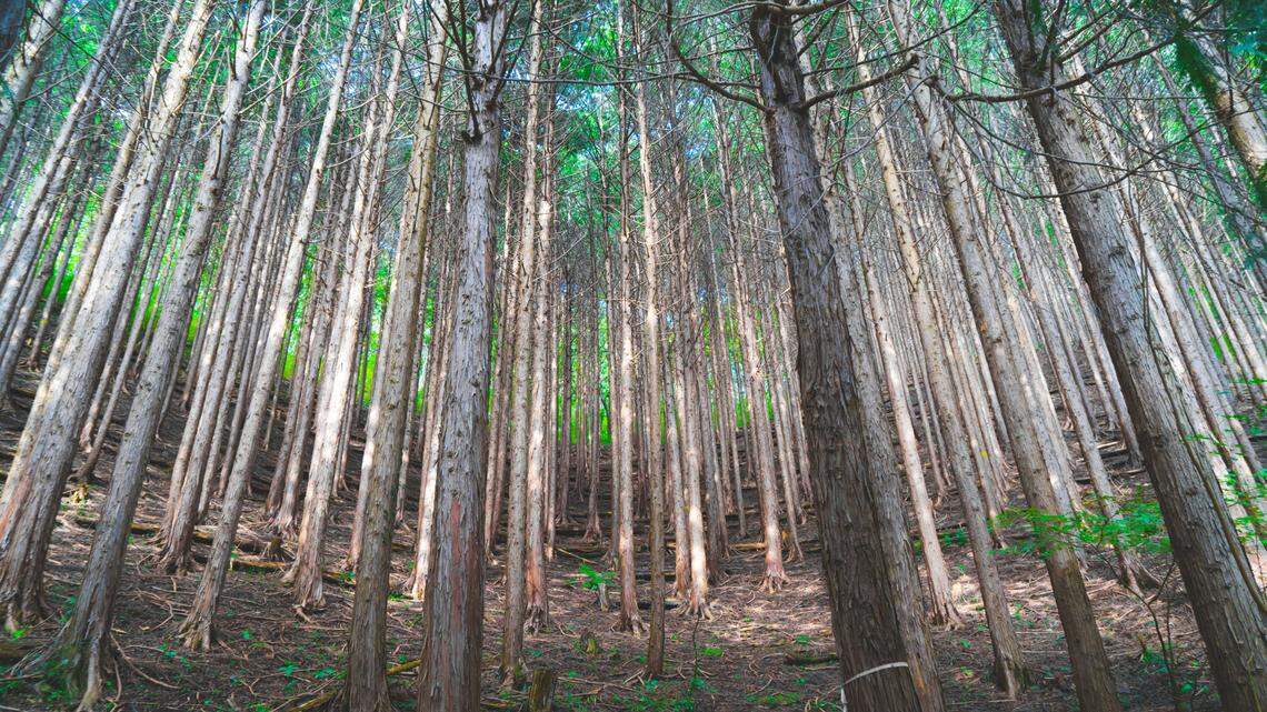 The species were discovered across the Ryuku Archipelago in southwestern Japan, researchers said. 