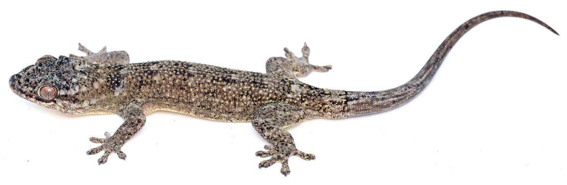 A Blaesodactylus ganzhorni, or Ganzhorn’s velvet gecko, as seen during the day.