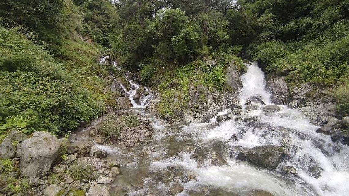 Scientists found a “flat”-headed animal with multicolored eyes in the mountains of Yunnan and discovered a new species, a study said.