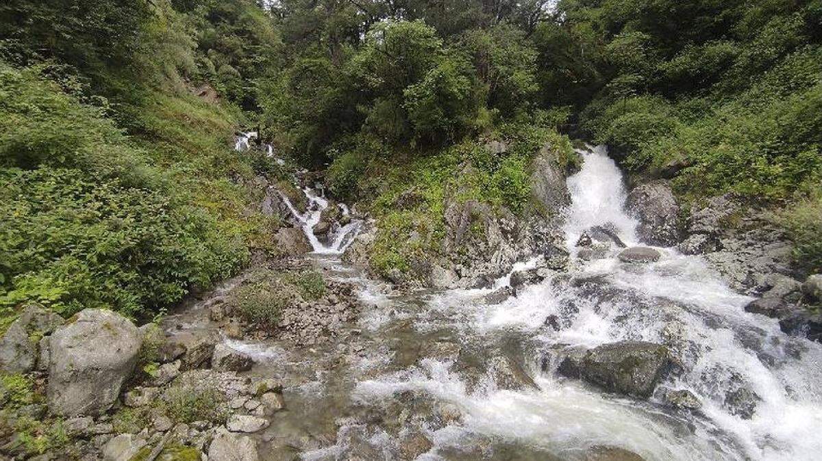 Scientists found a “flat”-headed animal with multicolored eyes in the mountains of Yunnan and discovered a new species, a study said.