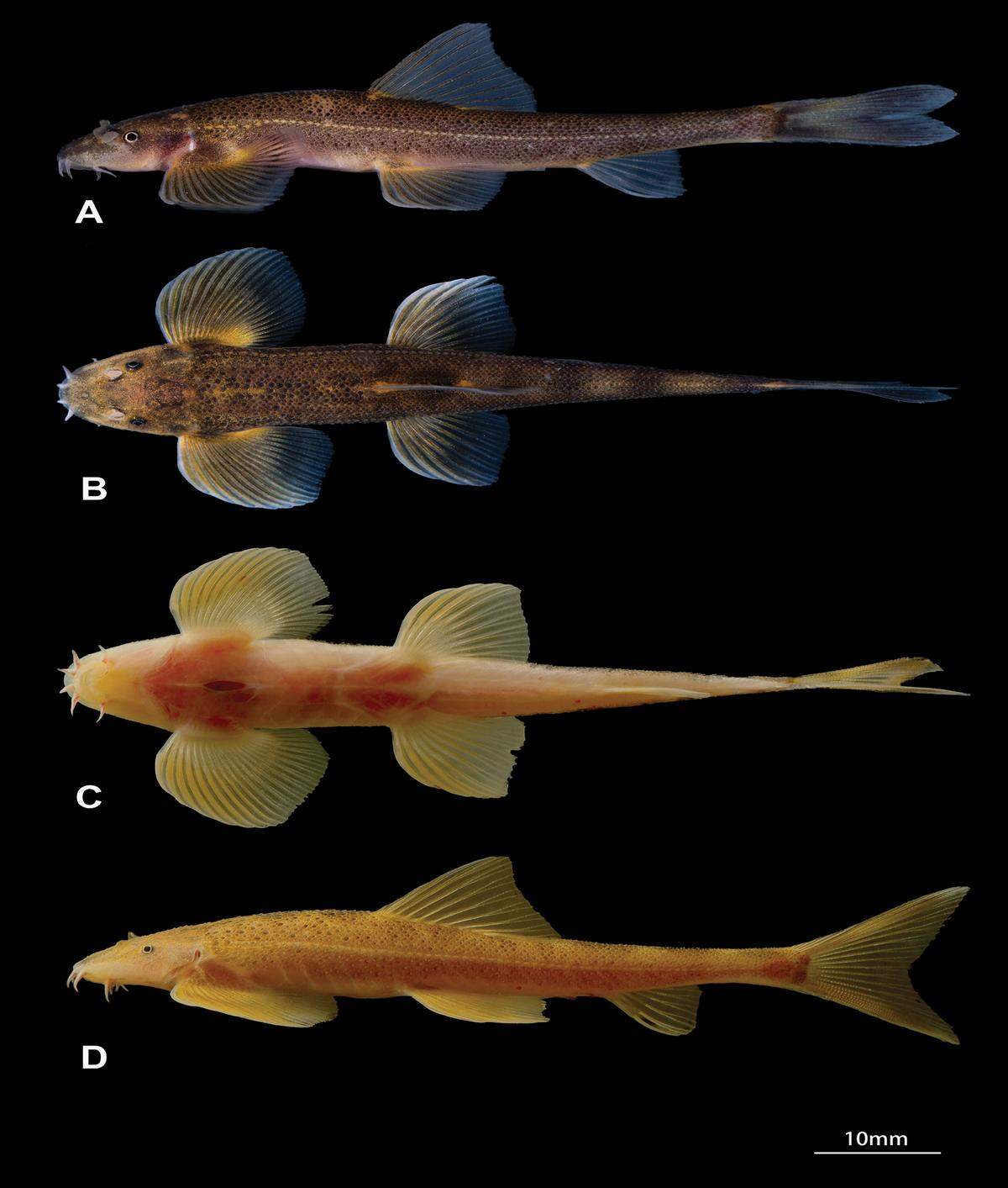 The color variation between Balitora dehouensis, or Dehou heterocercal stone loaches, found outside the cave (A, B) and inside it (C, D).