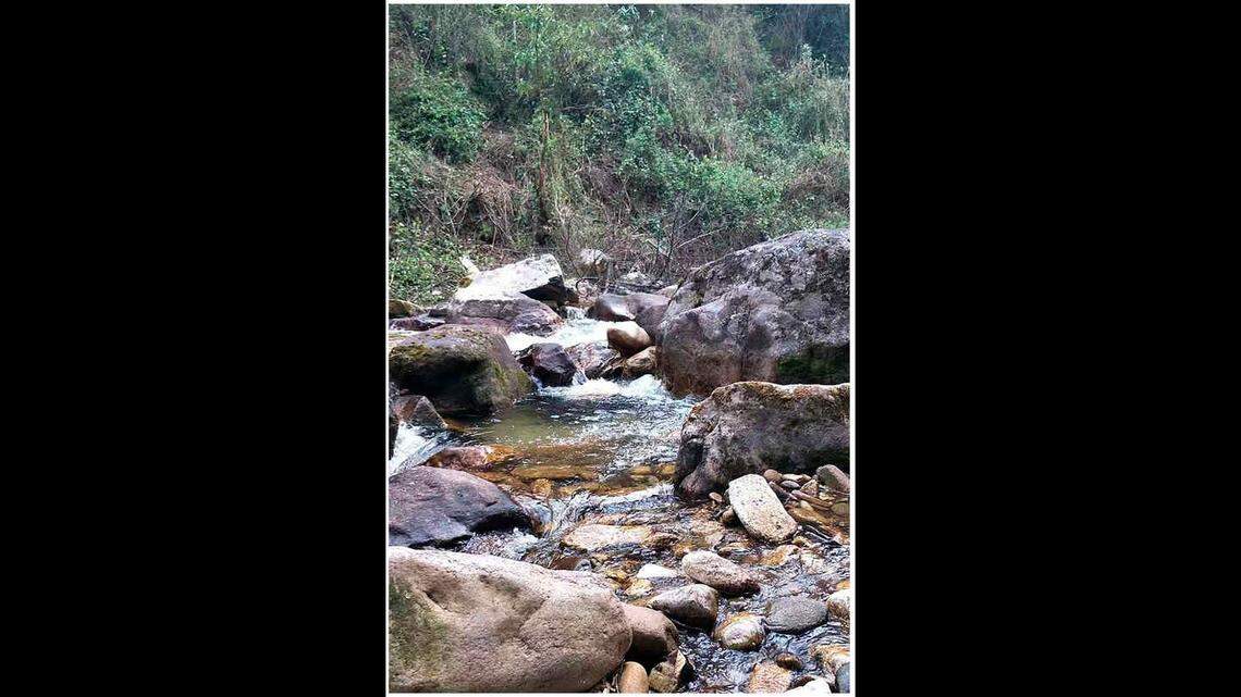 Scientists found a 2-foot-long animal with yellow eyes in a tree of Yunnan and discovered a new species, a study said.