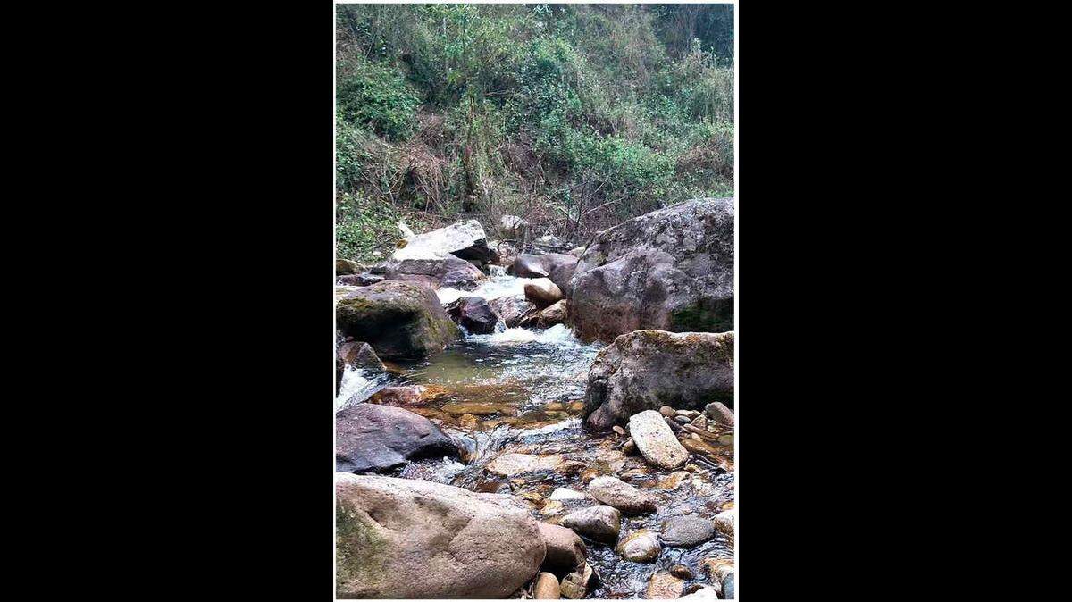 Scientists found a 2-foot-long animal with yellow eyes in a tree of Yunnan and discovered a new species, a study said.