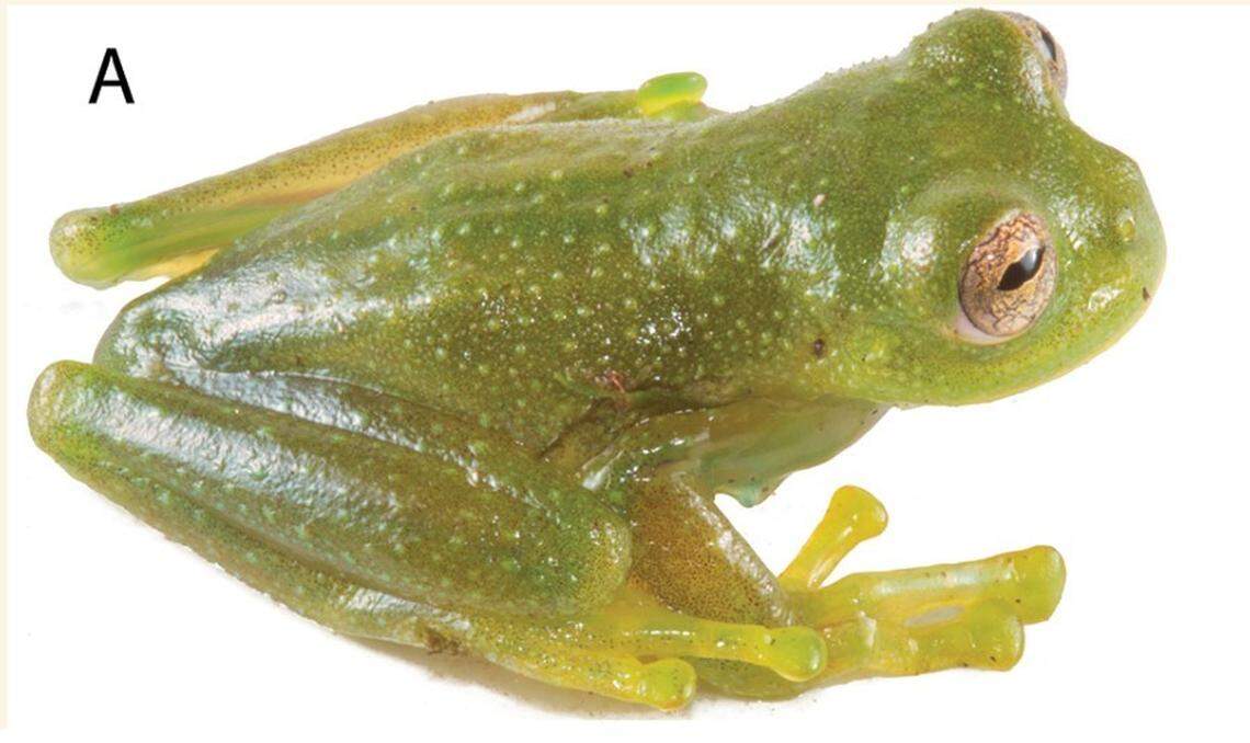 A Centrolene kutuku, or Kutukú glassfrog.