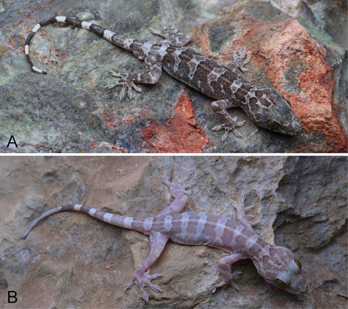 A male (top) and female (bottom) Gekko paucituberculatus, or Baise gecko.