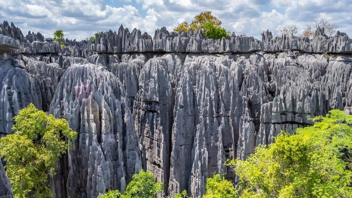 A new species of dwarf gecko was discovered in the limestone forests of the Tsingy de Namoroka, according to a study.