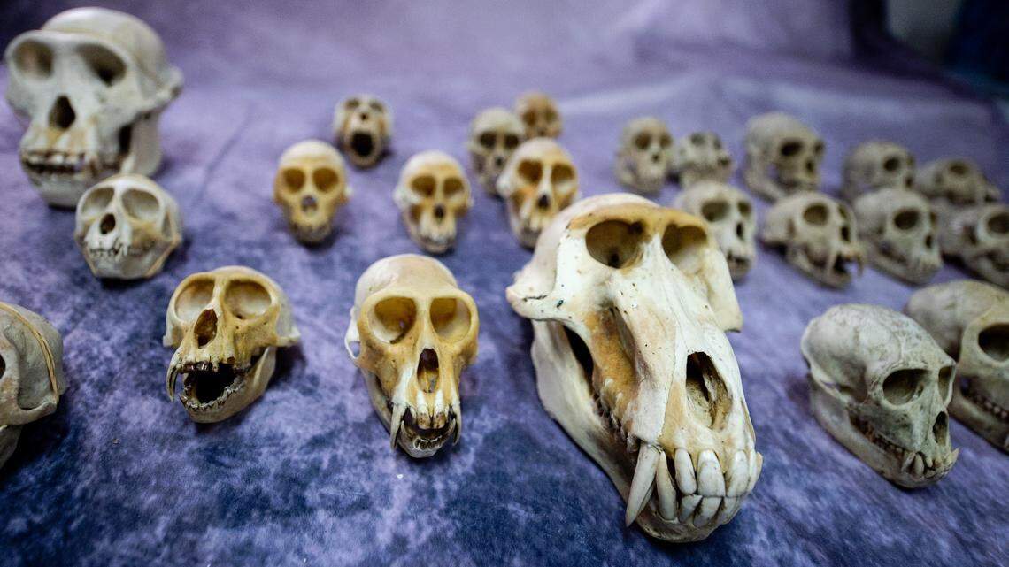 Over 700 animal skulls, including protected primates, were confiscated from packages being mailed to the United States, French customs officials said.