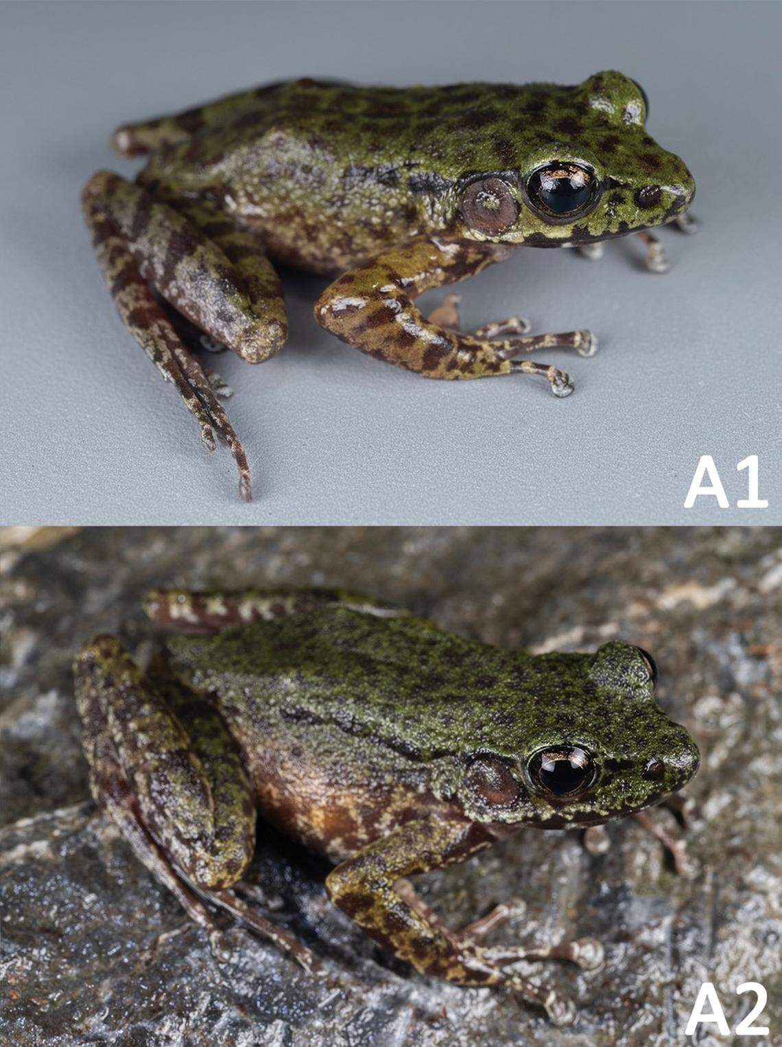 A male (top) and female (bottom) Odorrana calciphila, or limestone odorous frog.