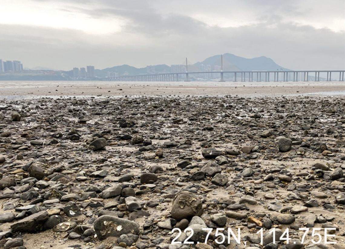Scientists found a “flat” sea animal with 170 eyes at a rocky shore in Guangdong Province and discovered a new species, a study said.