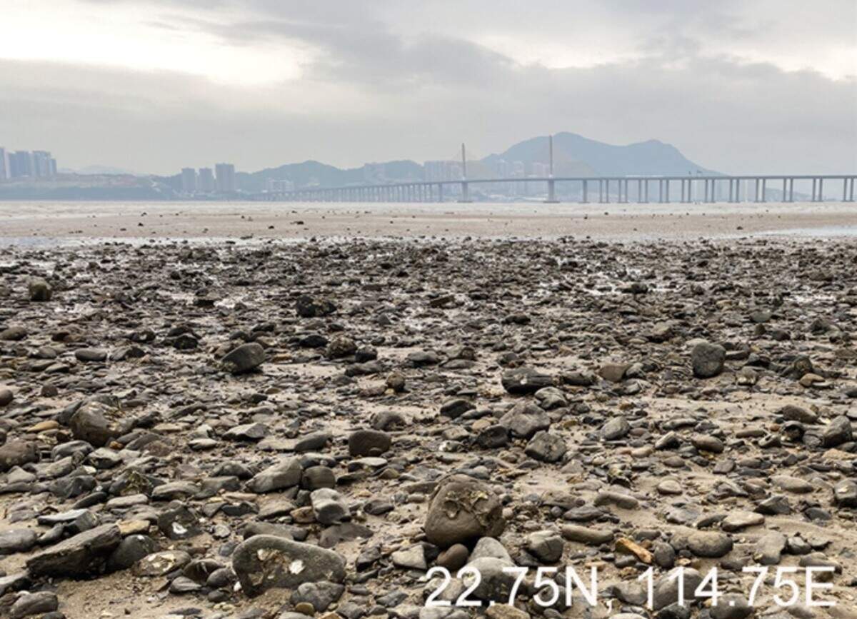 Scientists found a “flat” sea animal with 170 eyes at a rocky shore in Guangdong Province and discovered a new species, a study said.