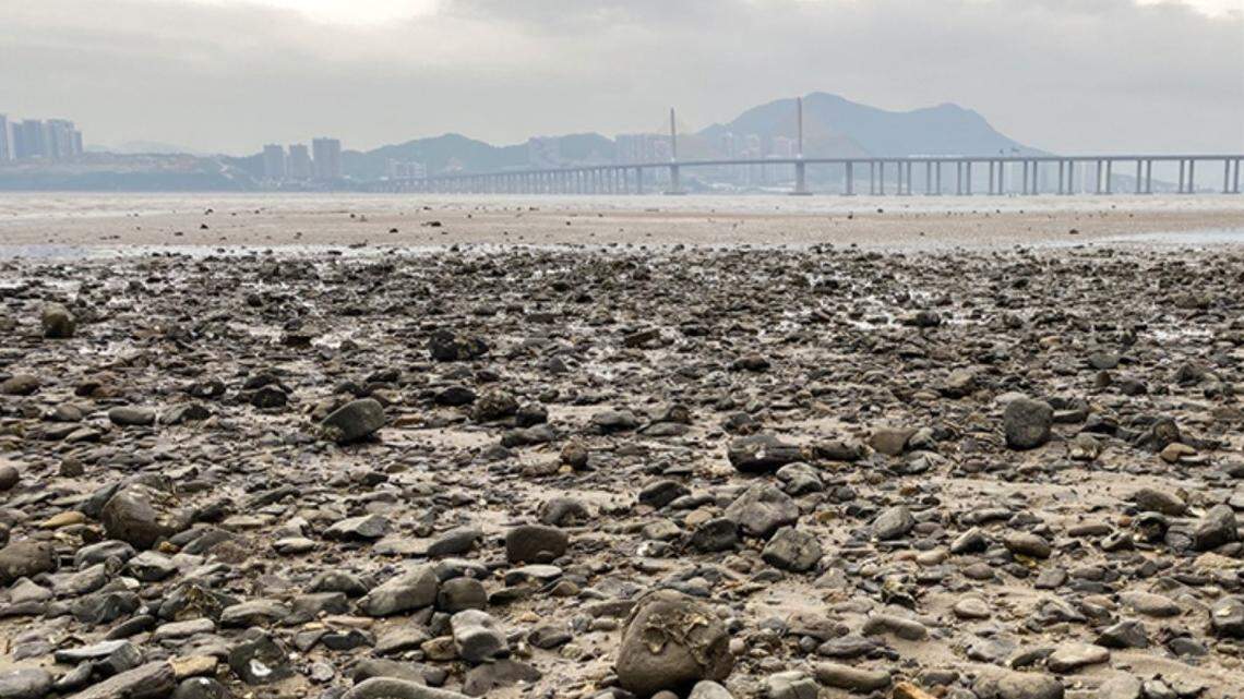 Scientists found a “flat” sea animal with 170 eyes at a rocky shore in Guangdong Province and discovered a new species, a study said.