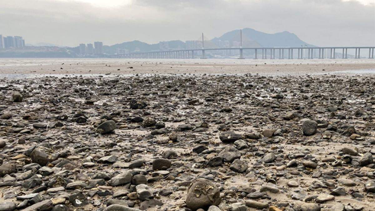 Scientists found a “flat” sea animal with 170 eyes at a rocky shore in Guangdong Province and discovered a new species, a study said.