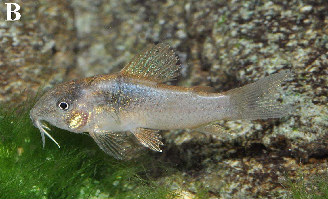 A juvenile Osteogaster oharai, or Ohara’s armored catfish.