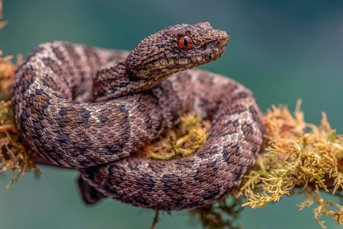 A close-up photo of a Bothriechis klebbai, or Klebba’s eyelash pit viper.