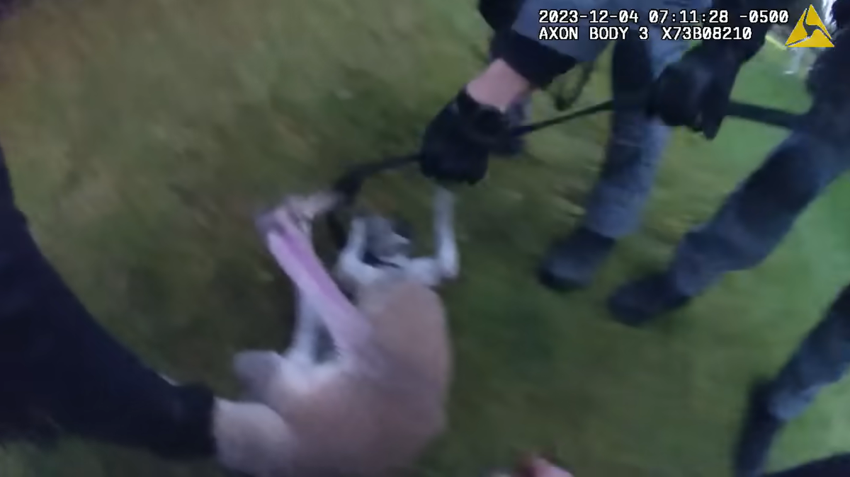 A young kangaroo escaped from a zoo in Ontario, spent three days on the run and fought the police who rescued it, a video shows and officials said.