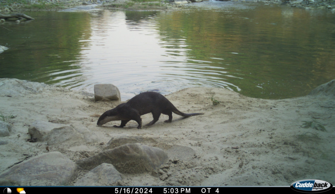 A smooth-coated otter seen at Nandhaur Wildlife Sanctuary in May 2024.
