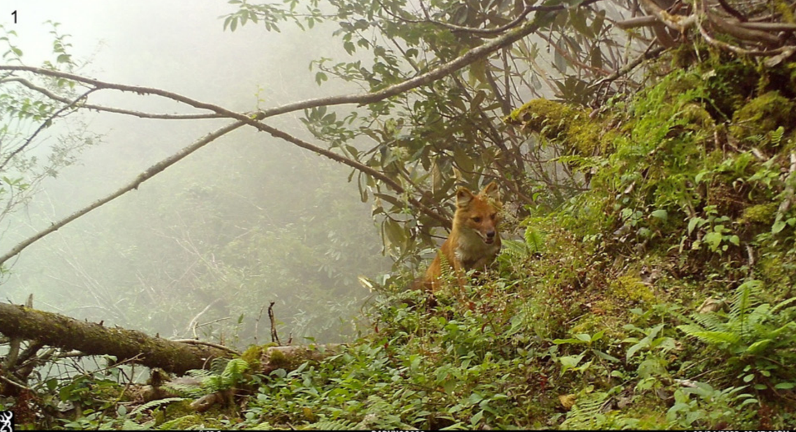A dhole, or Cuon alpinus, seen at Makalu Barun National Park in 2022.