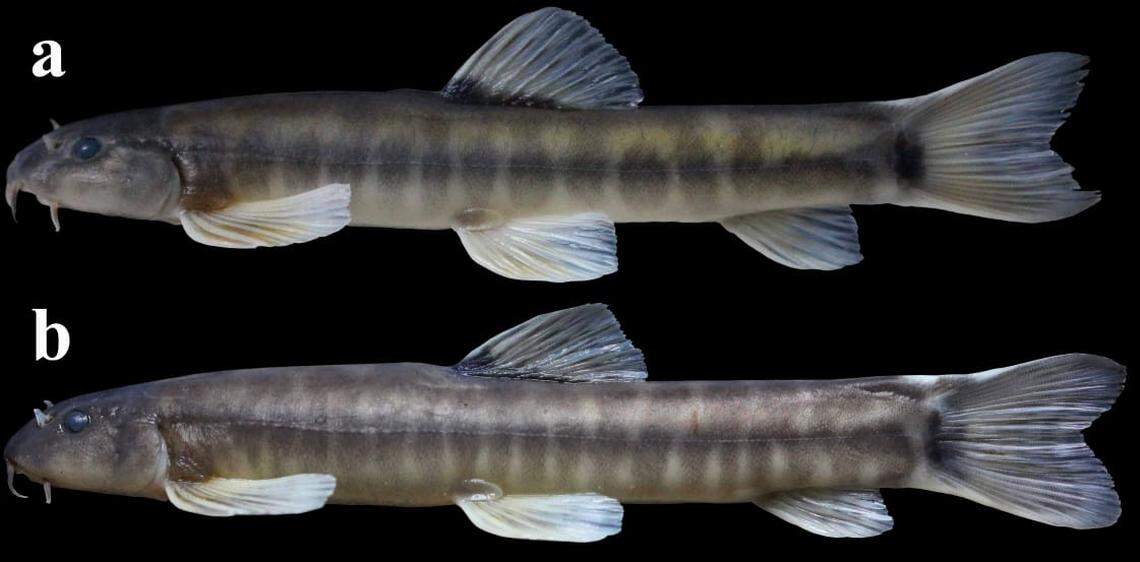 Two Schistura densiclava, or thick-striped loaches, seen after being preserved.