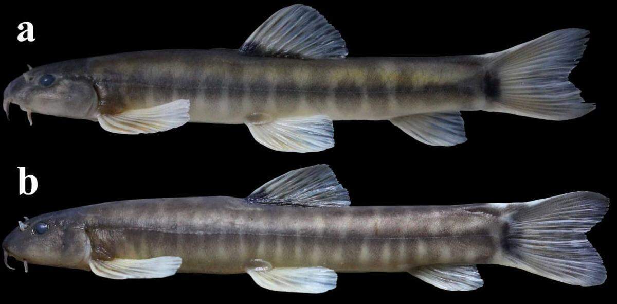 Two Schistura densiclava, or thick-striped loaches, seen after being preserved.