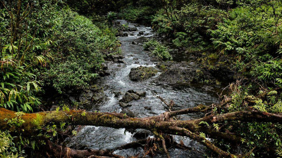 Scientists found a shimmering creature with “rather large” eyes in rivers of Zhejiang Province and discovered a new species, a study said.