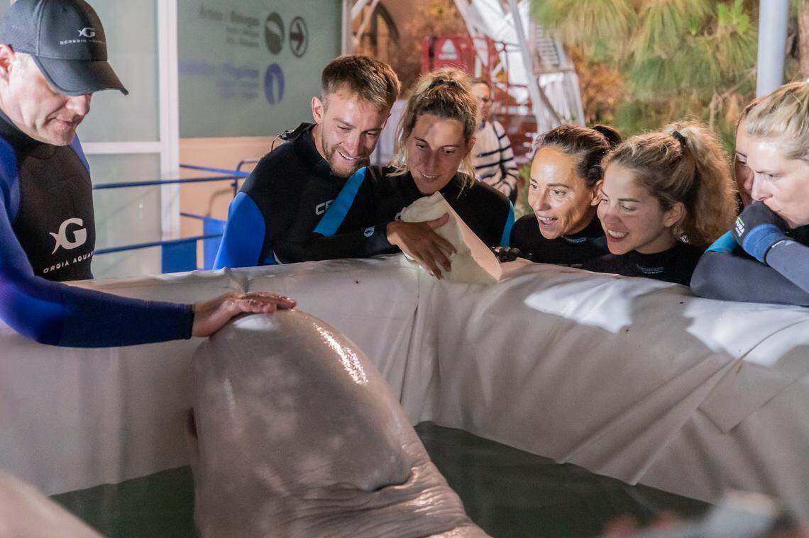One of the beluga whales with Oceanogràfic’s marine mammal caretakers and one of Georgia Aquarium’s experts.