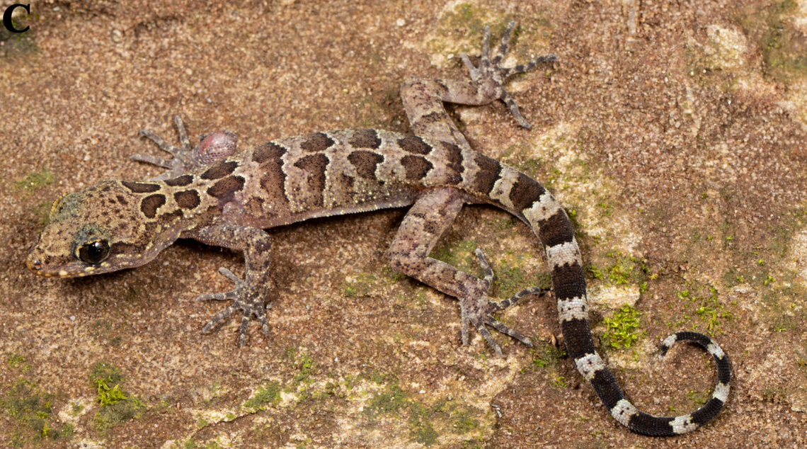 A Cyrtodactylus chitwanensis, or Chitwan bent-toed gecko.
