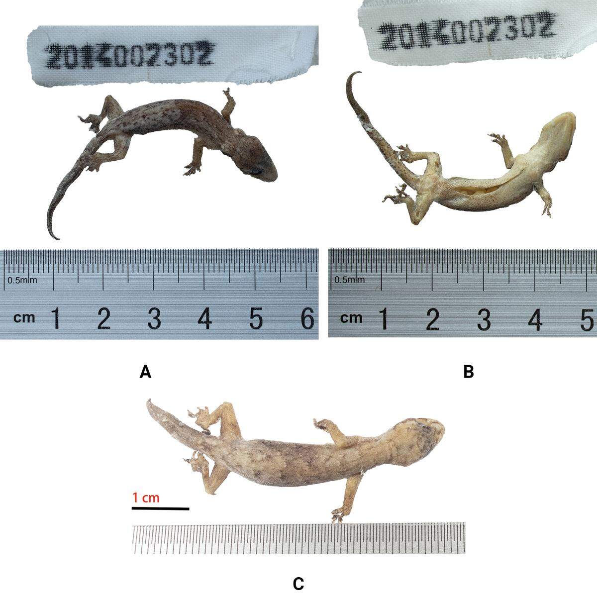 Several preserved Hemiphyllodactylus gengmaensis, or Gengma slender geckos.
