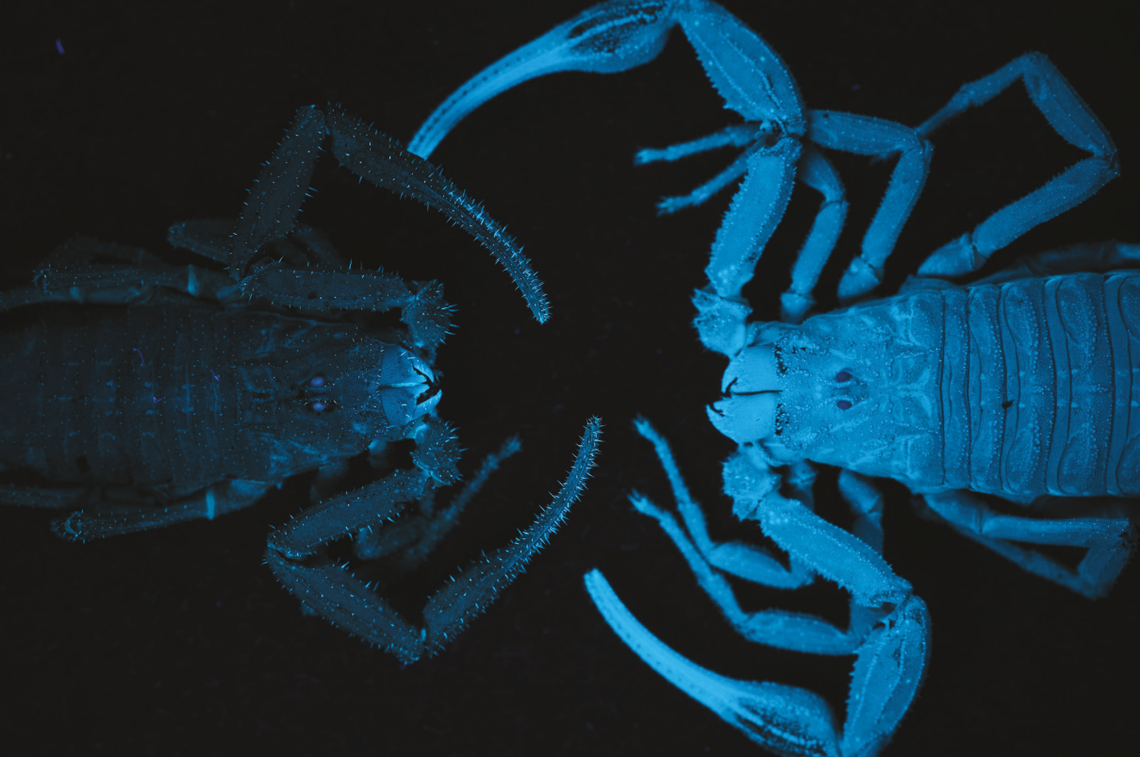 A Tityus achilles, or Achilles’ scorpion, (left) and another Tityus scorpion species (right) under UV light.