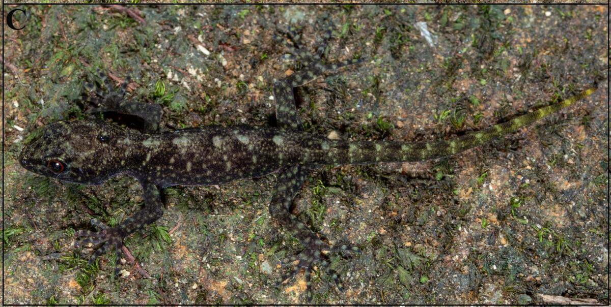 A juvenile Cnemaspis anuradhae, or Anuradha’s dwarf gecko.